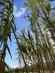 Arundo donax