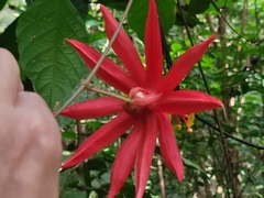 Passiflora vitifolia