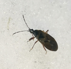 Gastrodes abietum