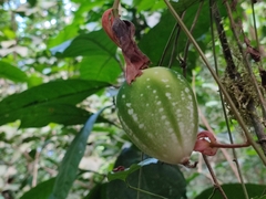 Passiflora vitifolia