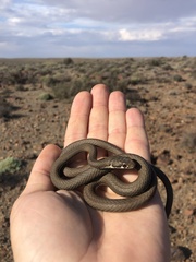Psammophis notostictus