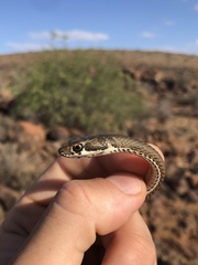Psammophis notostictus