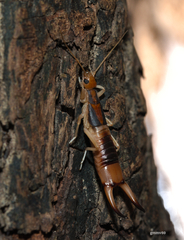 Labidura riparia