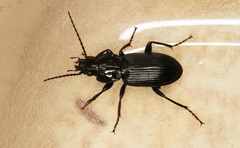Pterostichus nigrita