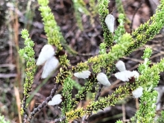 Aspalathus laricifolia