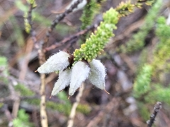 Aspalathus laricifolia