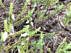 Aspalathus laricifolia