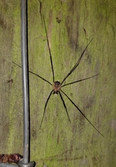 Phalangium opilio