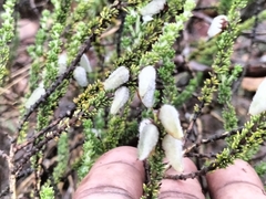 Aspalathus laricifolia