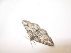 Cleora cinctaria
