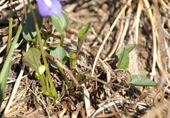 Viola rupestris