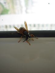 Vespula rufa