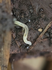 Enchytraeidae