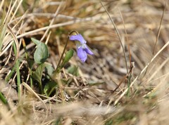 Viola rupestris