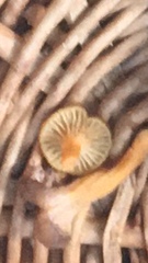 Craterellus tubaeformis