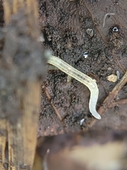 Enchytraeidae