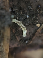 Enchytraeidae