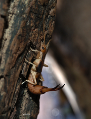 Labidura riparia