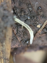 Enchytraeidae