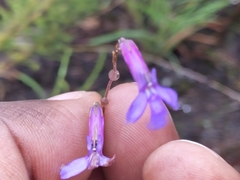 Lobelia chamaepitys