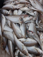 Trisopterus capelanus