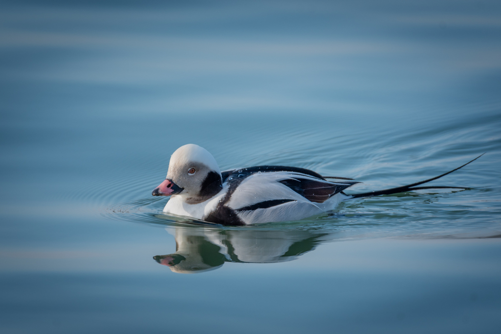 Морянка (Құстар. Қазақстан) · iNaturalist
