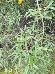 Rubus schmidelioides