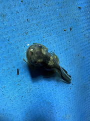 Phrynomantis annectens