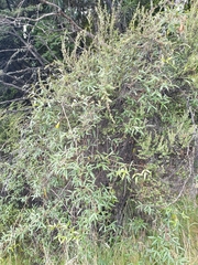 Rubus schmidelioides