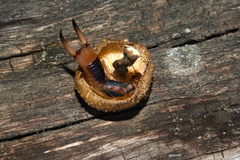 Labidura riparia