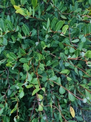 Cryptolepis oblongifolia
