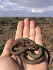 Psammophis notostictus