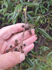 Rubus schmidelioides