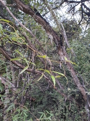 Rubus schmidelioides
