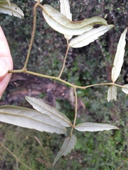 Rubus schmidelioides