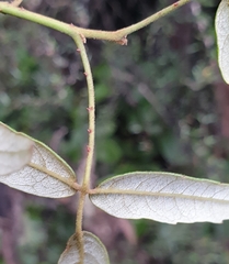 Rubus schmidelioides