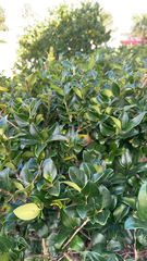 Ligustrum japonicum