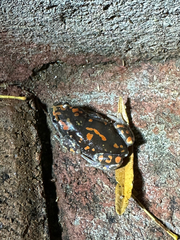 Phrynomantis annectens
