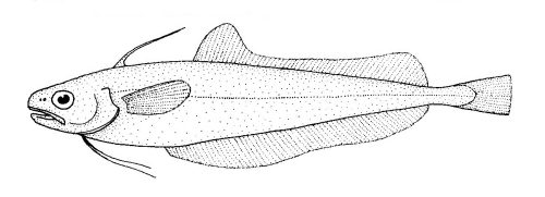 Ahuru