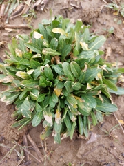 Capsella bursa-pastoris