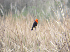 Amblyramphus holosericeus