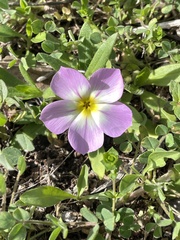 Phlox roemeriana
