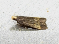 Dichomeris costarufoella