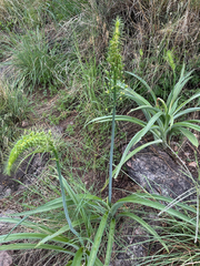 Albuca seineri