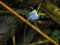 Burmannia biflora