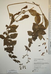 Silene latifolia alba