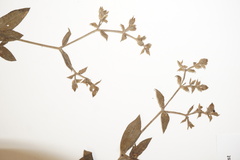 Silene latifolia alba