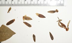 Silene latifolia alba