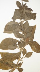 Silene latifolia alba