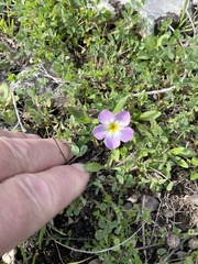 Phlox roemeriana